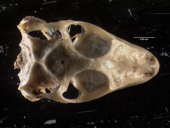 Media type: image;   Herpetology R-184661